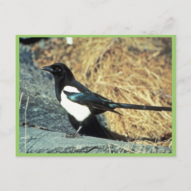 Carte Postale Magpie à bec noir sur rocher (Devant)