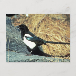 Carte Postale Magpie à bec noir sur rocher