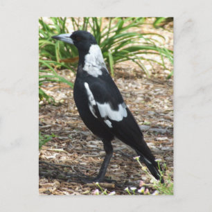 Carte postale Magpie australienne