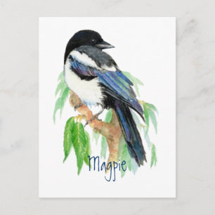 Carte Postale Magpie, Oiseau, Jardin, Nature, Faune