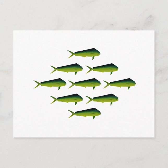 Carte Postale Mahi Mahi Poisson - Dauphin - Dorado (Devant)