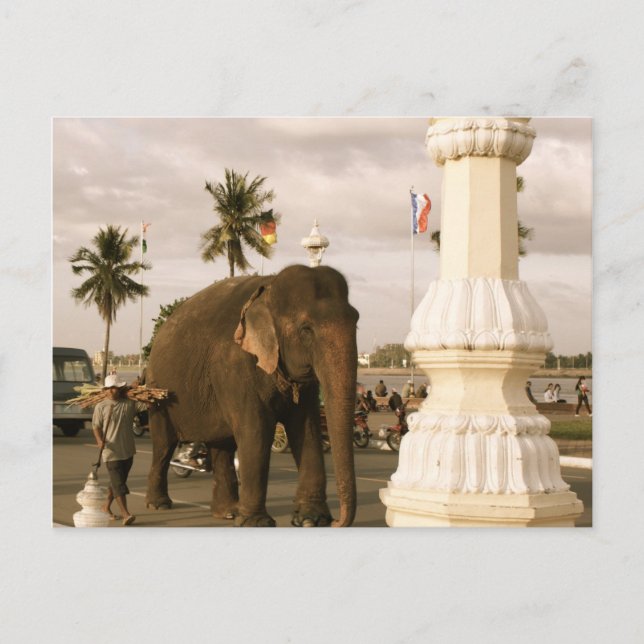 Carte Postale Mahout et Elephant (Devant)