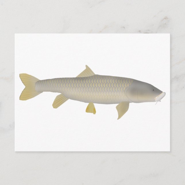 Carte Postale Mahseer doré (Devant)
