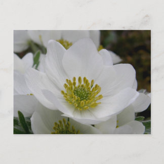 Carte Postale Mai fleurs de fleurs, île de l'Unalaska