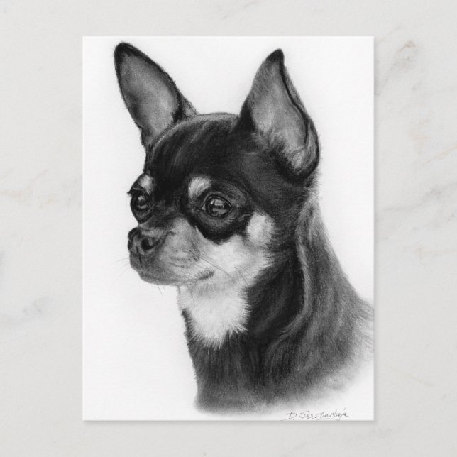 Carte Postale Main Drake Chihuahua Head Study (Devant)