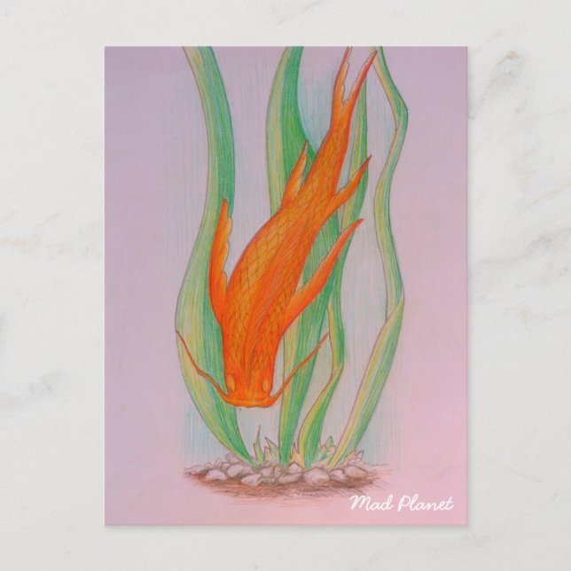 Carte Postale Main tirée Koi Carp (Devant)