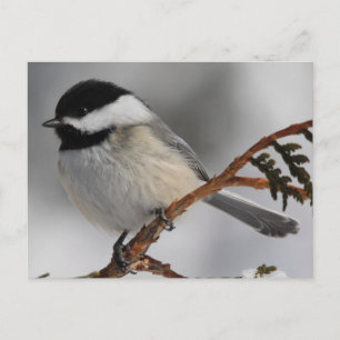 Carte Postale Maine Chickadee
