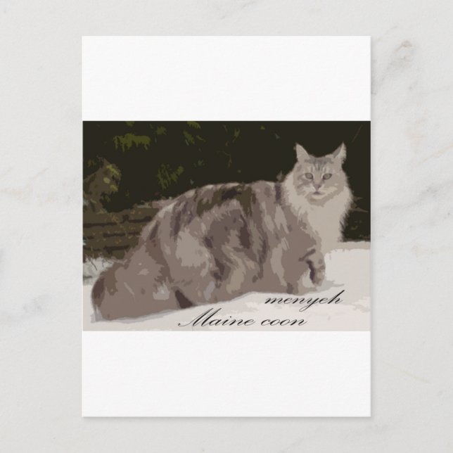 Carte Postale maine coon (Devant)