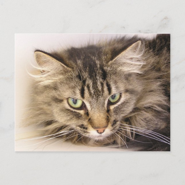 Carte Postale Maine Coon (Devant)