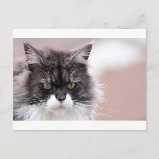 Carte Postale Maine Coon (Devant)