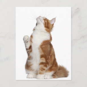 Carte Postale Maine Coon (6 mois) assis et levant