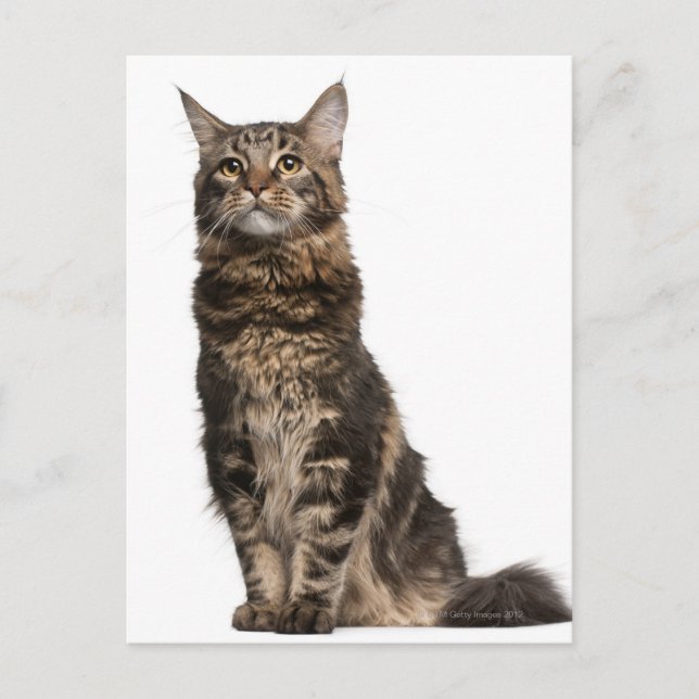 Carte Postale Maine Coon (8 months old) (Devant)