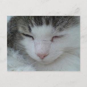 Carte postale - Maine Coon Cat Image 2