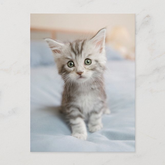 Carte Postale Maine Coon Kitten (Devant)