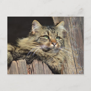 Carte Postale Maine Coon Kitty Cat Cute Fun