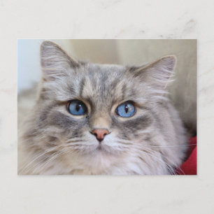 Carte Postale Maine Coon Kitty Chat Cute Amusante
