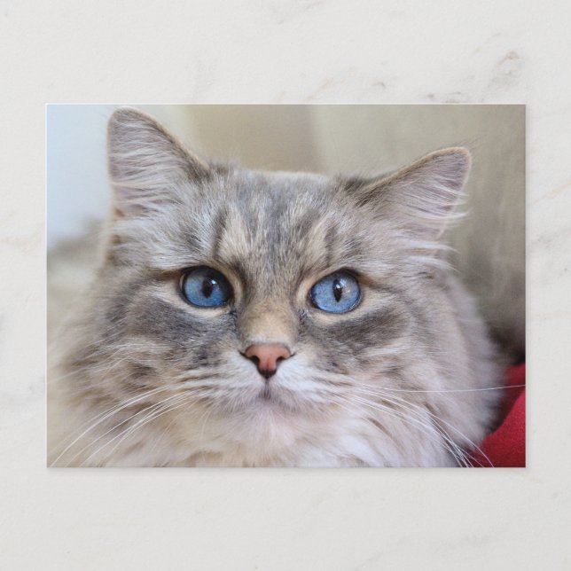 Carte Postale Maine Coon Kitty Chat Cute Amusante (Devant)