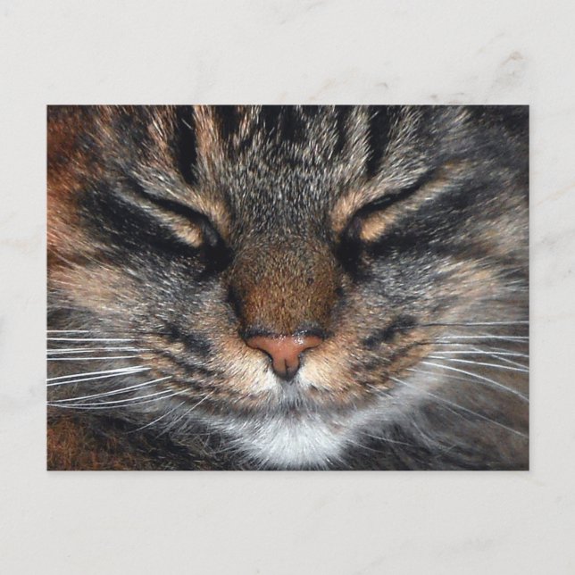 Carte Postale Maine Coon Kitty Chat Cute Amusante (Devant)