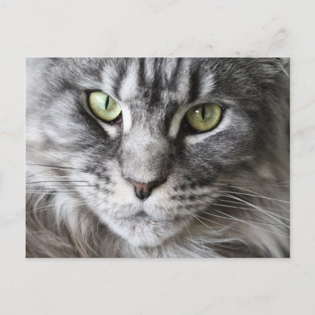 Carte Postale Maine Coon Kitty Chat Cute Amusante (Devant)