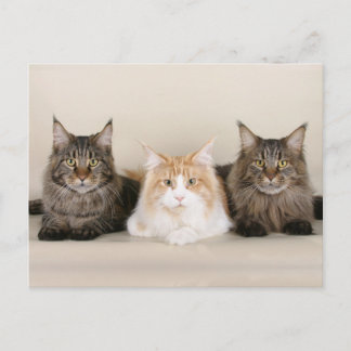 Carte Postale Maine Coon Kitty Chat Cute Amusante