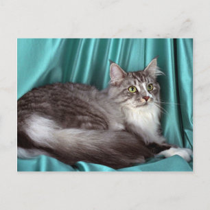 Carte Postale Maine Coon, tabby argenté