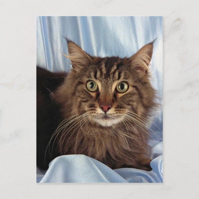 Carte Postale Maine Coon, tabby brun (Devant)