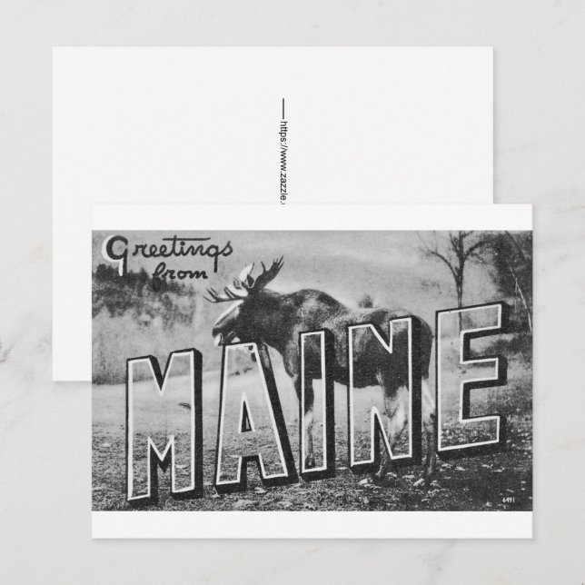 Carte Postale Maine Élan  (Devant / Derrière)