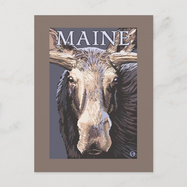 Carte Postale MaineMoose en gros plan (Devant)