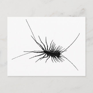 Carte Postale Maison Centipede noir effrayant Bug Insect Gross L