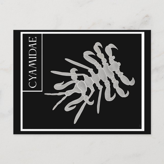 Carte Postale Maison de baleines (Devant)