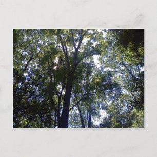 Carte Postale Maison des elfes