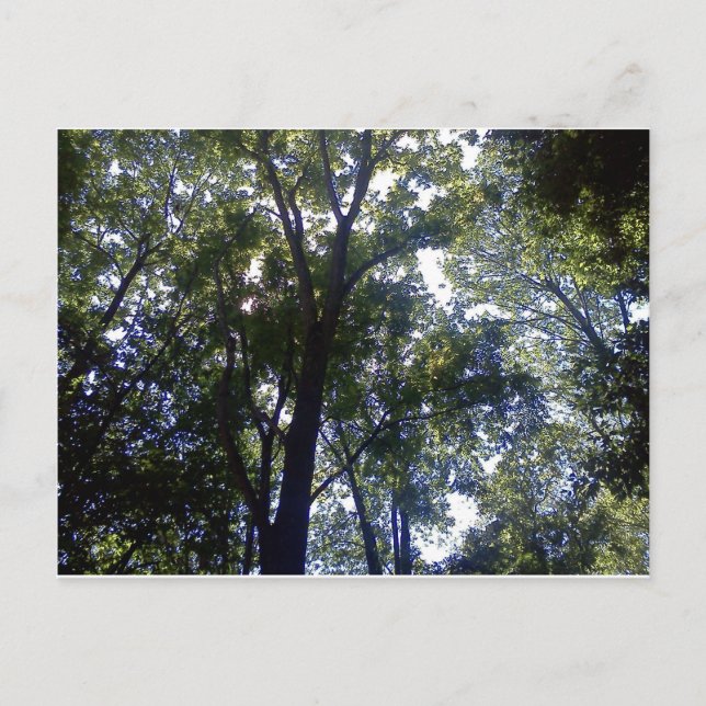 Carte Postale Maison des elfes (Devant)