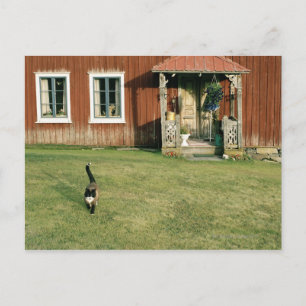 Carte Postale Maison rouge usée avec un chat sur la pelouse.
