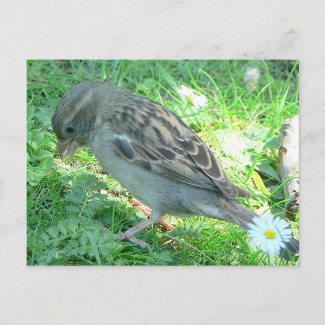 Carte Postale Maison Sparrow (Devant)