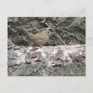 Carte Postale Maison Wren
