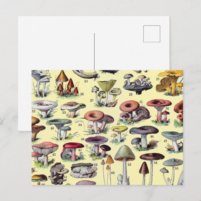 Carte Postale Maisonnette Champêtre Vintage de Champignons Botan (Devant / Derrière)