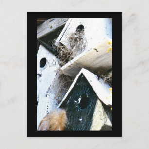 Carte Postale Maisons d'oiseaux