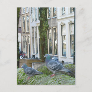 Carte postale Maisons et pigeons du canal néerland
