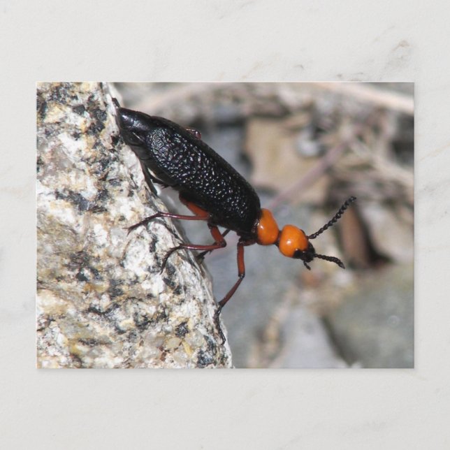 Carte Postale Maître Blister Beetle (Devant)