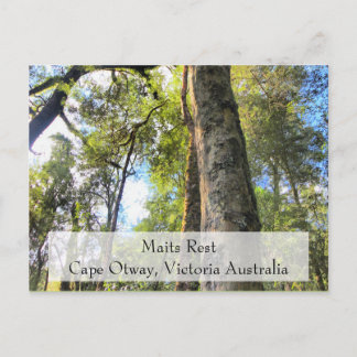 Carte Postale Maits Rest Rainforest Walk Cape Otway Victoria AU