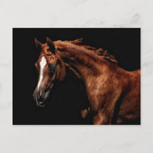 Carte Postale Majestic Arabian