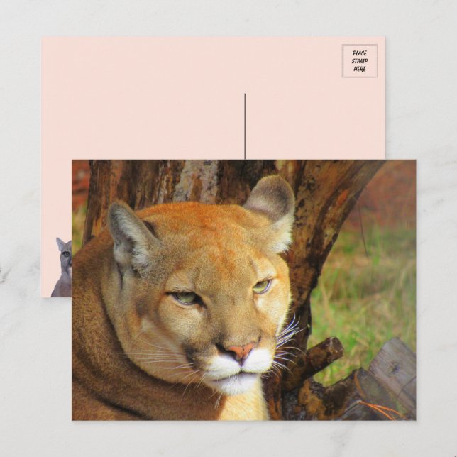 Carte postale Majestic Cougar (Devant / Derrière)