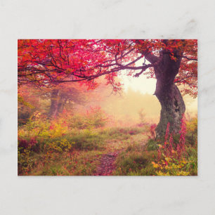 Carte Postale Majestic Landscape With Autumn Trees In Forest