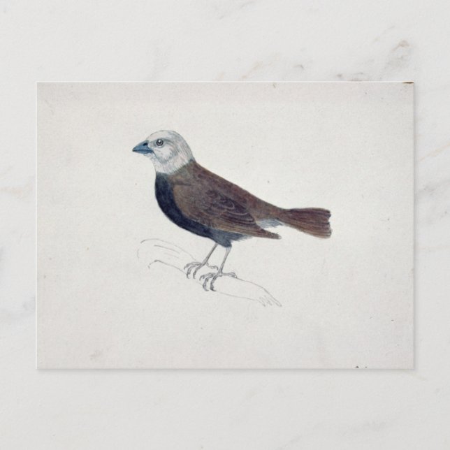 Carte Postale Malacca Crossbeak (Devant)