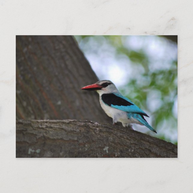 Carte Postale Malachite Kingfisher Afrique du Sud (Devant)