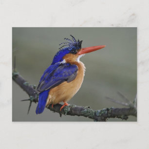 Carte Postale Malachite Kingfisher, Alcedo cristata, Lac