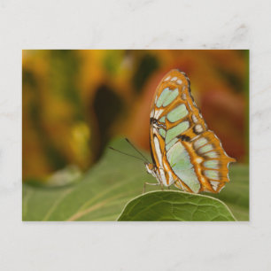 Carte Postale Malachite sur une feuille