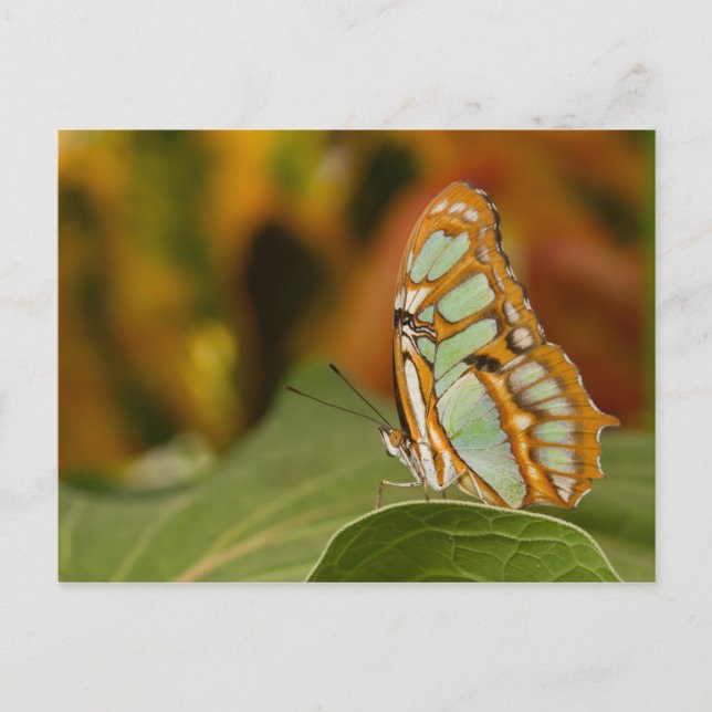 Carte Postale Malachite sur une feuille (Devant)