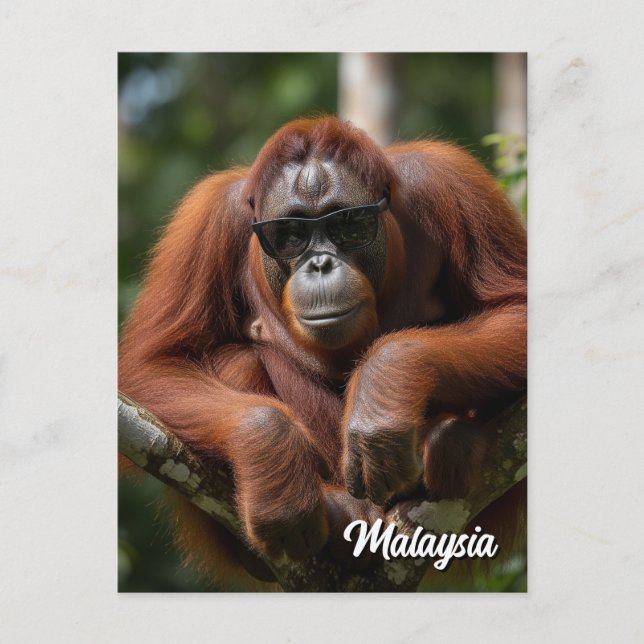 Carte Postale Malaisie Orangutan avec lunettes de soleil (Devant)