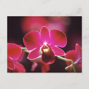 Carte Postale Malaisie, Orchidée